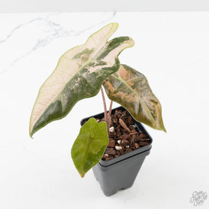 Alocasia Sanderiana Pink Variegated (aka 'Pseudosanderiana') (wk38-L284)