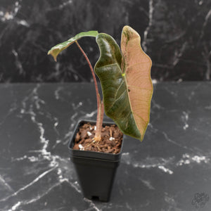 Alocasia Sanderiana Pink Variegated (aka 'Pseudosanderiana') (wk41-L344)