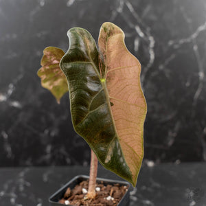 Alocasia Sanderiana Pink Variegated (aka 'Pseudosanderiana') (wk41-L344)