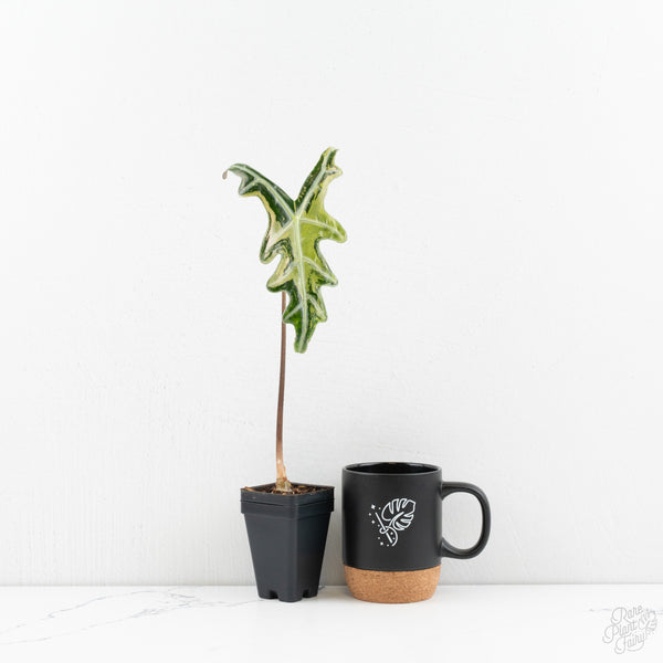 Alocasia Sanderiana Pink Variegated 'Nobilis' (wk9-Q) *Corming Size*