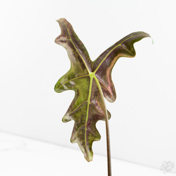 Alocasia Sanderiana Pink Variegated 'Nobilis' (wk9-Q) *Corming Size*