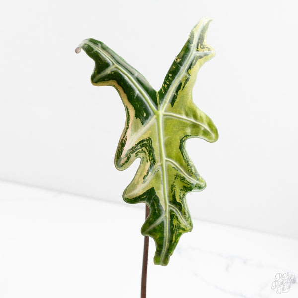 Alocasia Sanderiana Pink Variegated 'Nobilis' (wk9-Q) *Corming Size*