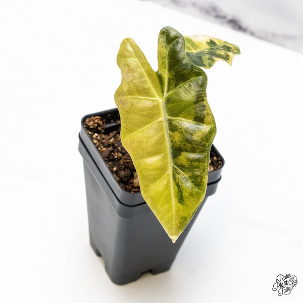 Alocasia Sanderiana Aurea Variegated (aka 'Pseudosanderiana') (wk50-A)