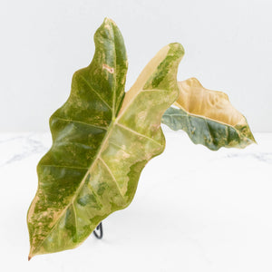Alocasia Sanderiana Aurea Variegated (aka 'Pseudosanderiana') (wk35-L104)