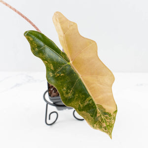 Alocasia Sanderiana Aurea Variegated (aka 'Pseudosanderiana') (wk35-L104)