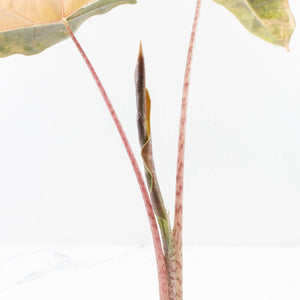 Alocasia Sanderiana Aurea Variegated (aka 'Pseudosanderiana') (wk35-L104)