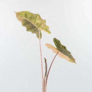 Alocasia Sanderiana Aurea Variegated (aka 'Pseudosanderiana') (wk35-L104)