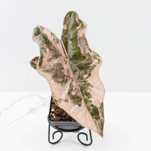 Alocasia Sanderiana Pink Variegated (aka 'Pseudosanderiana') (wk33-L1)