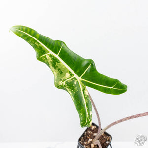 Alocasia Sarian Albo Variegated (wk21-I) *Corming Size*