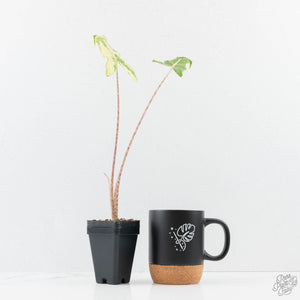 Alocasia Sarian Albo Variegated (wk25-C)