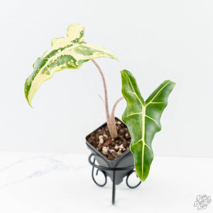 Alocasia Sarian Albo Variegated (wk25-C)