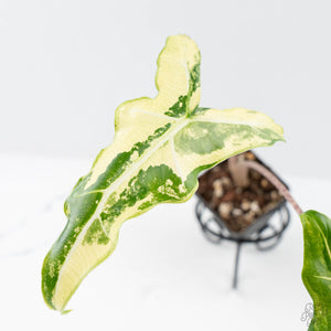 Alocasia Sarian Albo Variegated (wk25-C)
