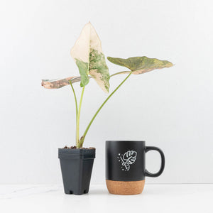 Alocasia Scabriuscula Albo/Pink Variegated (wk31-UP)