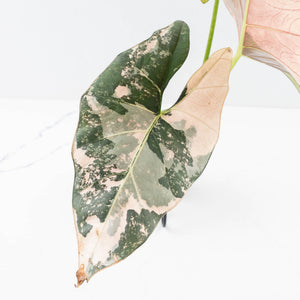 Alocasia Scabriuscula Albo/Pink Variegated (wk31-UP)