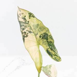 Alocasia Scabriuscula Albo/Pink Variegated (wk31-UP)