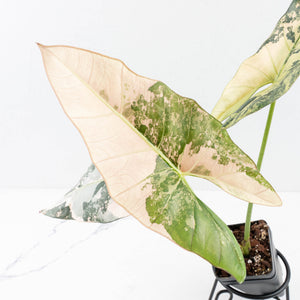 Alocasia Scabriuscula Albo/Pink Variegated (wk31-UP)