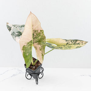 Alocasia Scabriuscula Albo/Pink Variegated (wk31-UP)