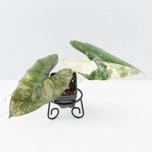 Alocasia Scabriuscula Albo/Pink Variegated (wk35-U109)