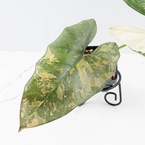 Alocasia Scabriuscula Albo/Pink Variegated (wk35-U109)
