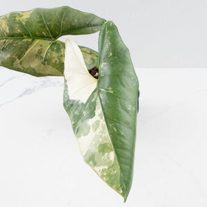 Alocasia Scabriuscula Albo/Pink Variegated (wk35-U109)