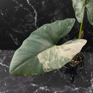 Alocasia Scabriuscula Albo/Pink Variegated (wk42-U109)