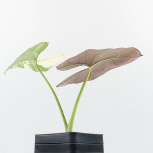Alocasia Scabriuscula Albo/Pink Variegated (wk35-U109)