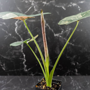 Alocasia Scabriuscula Albo/Pink Variegated (wk42-U109)