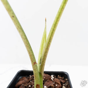 Alocasia Scabriuscula Albo/Pink Variegated (wk25-UH)