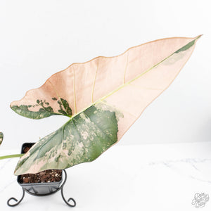 Alocasia Scabriuscula Albo/Pink Variegated (wk25-UH)