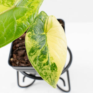 Alocasia 'Scalprum' Aurea Variegated (wk34-L72)