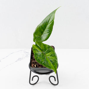Alocasia 'Scalprum' Aurea Variegated (wk34-L73)