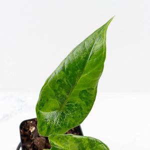 Alocasia 'Scalprum' Aurea Variegated (wk34-L73)