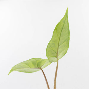 Alocasia 'Scalprum' Aurea Variegated (wk34-L73)
