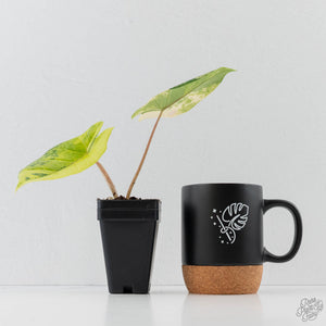 Alocasia 'Scalprum' Aurea Variegated (wk43-L224)