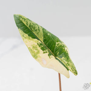 Alocasia 'Scalprum' Aurea Variegated (wk43-L224)