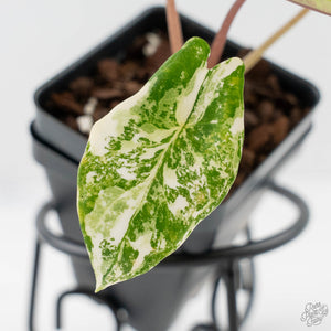 Alocasia 'Scalprum' Aurea Variegated (wk43-L390)