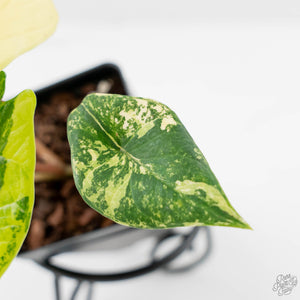 Alocasia 'Scalprum' Aurea Variegated (wk43-L390)