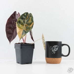 Alocasia 'Sedenii' Aurea Variegated (wk28-K) Corming Size