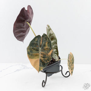 Alocasia 'Sedenii' Aurea Variegated (wk28-K) Corming Size