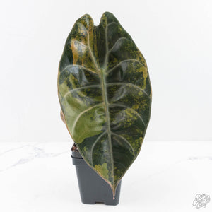 Alocasia 'Sedenii' Aurea Variegated (wk28-K) Corming Size