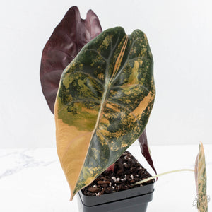 Alocasia 'Sedenii' Aurea Variegated (wk28-K) Corming Size