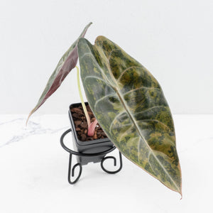 Alocasia 'Sedenii' Aurea Variegated (wk30-C)