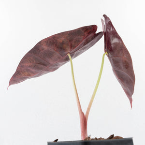Alocasia 'Sedenii' Aurea Variegated (wk30-C)