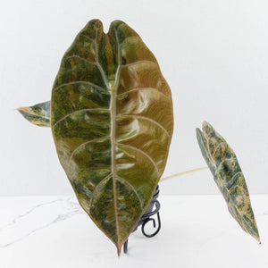 Alocasia 'Sedenii' Aurea Variegated (wk37-L149)