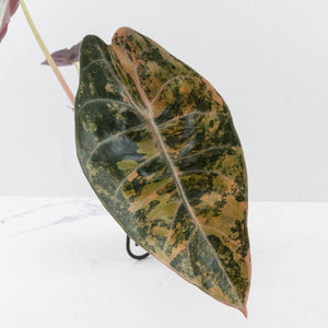 Alocasia 'Sedenii' Aurea Variegated (wk37-L149)
