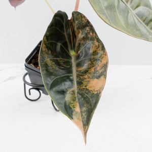Alocasia 'Sedenii' Aurea Variegated (wk37-L149)