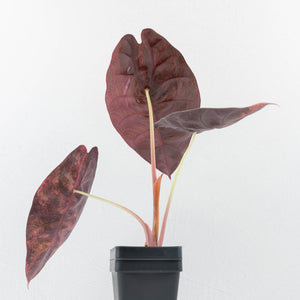 Alocasia 'Sedenii' Aurea Variegated (wk37-L149)