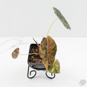 Alocasia 'Sedenii' Aurea Variegated (wk16-A)