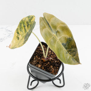 Alocasia 'Sedenii' Aurea Variegated (wk18-N)