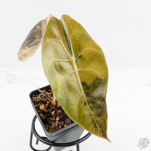 Alocasia 'Sedenii' Aurea Variegated (wk18-N)